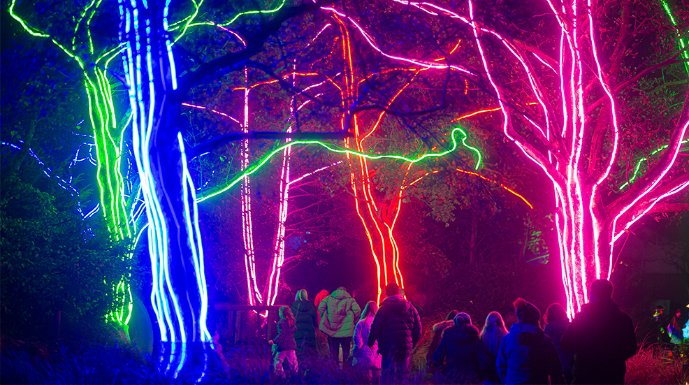 Trees in Chester Zoo lit up by neon lights at Christmas